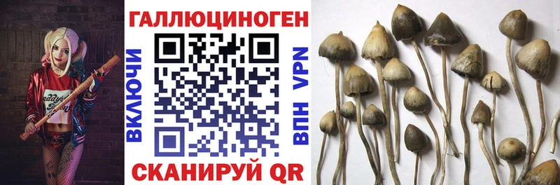 магазин продажи   Дегтярск  Псилоцибиновые грибы Magic Shrooms 